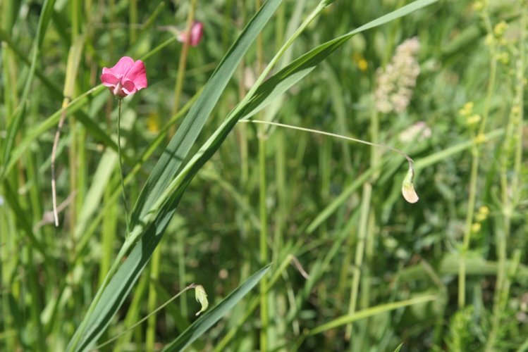 Lathyrus nissolia &copy; Marc Corail