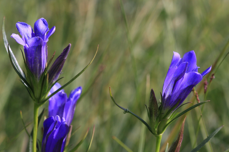 Gentiana pneumonanthe &copy; Marc Corail