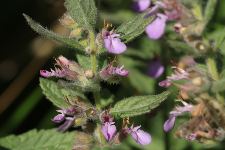 Teucrium scordium &copy; Marc Corail