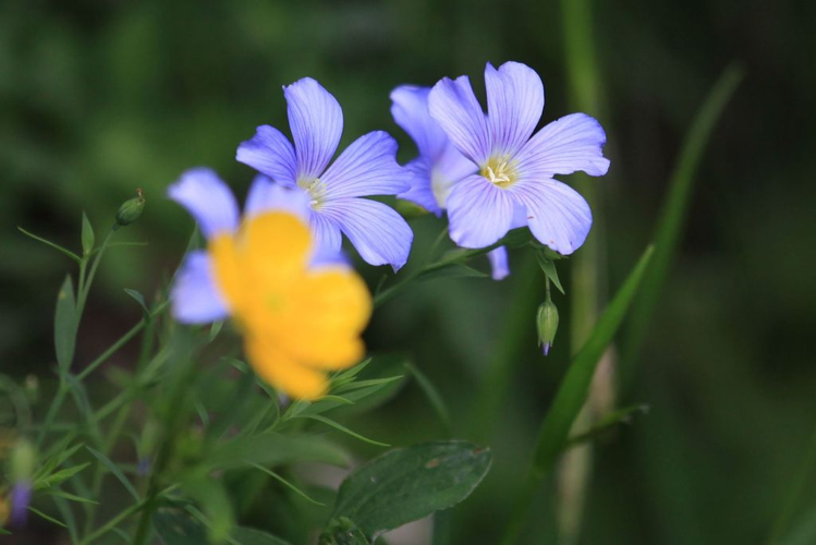 Linum alpinum &copy; Marc Corail