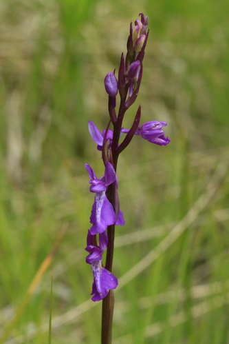 Anacamptis palustris &copy; Marc Corail