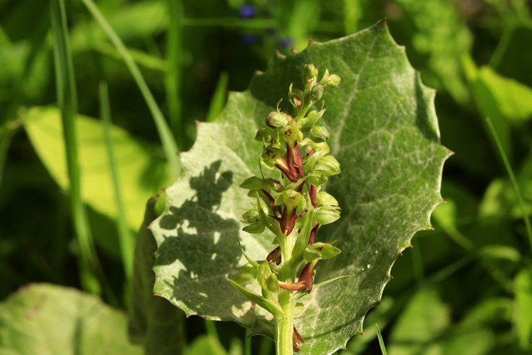 Coeloglossum viride &copy; Marc Corail