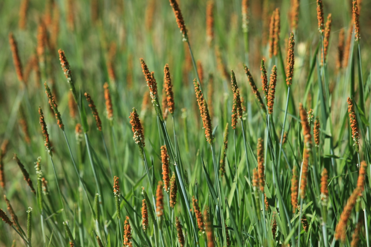 Alopecurus aequalis &copy; Marc Corail