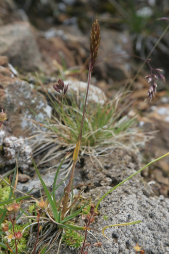 risetum spicatum subsp. ovatipaniculatum &copy; Marc Corail
