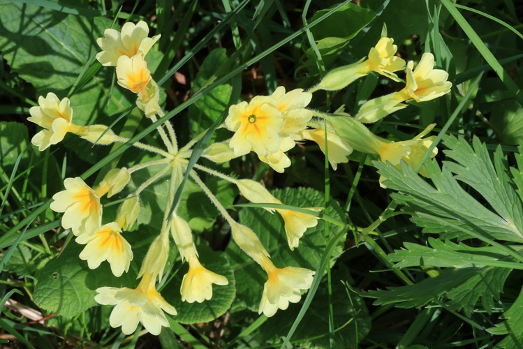 Primula x polyantha &copy; Marc Corail