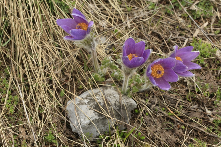 Pulsatilla halleri &copy; Marc Corail