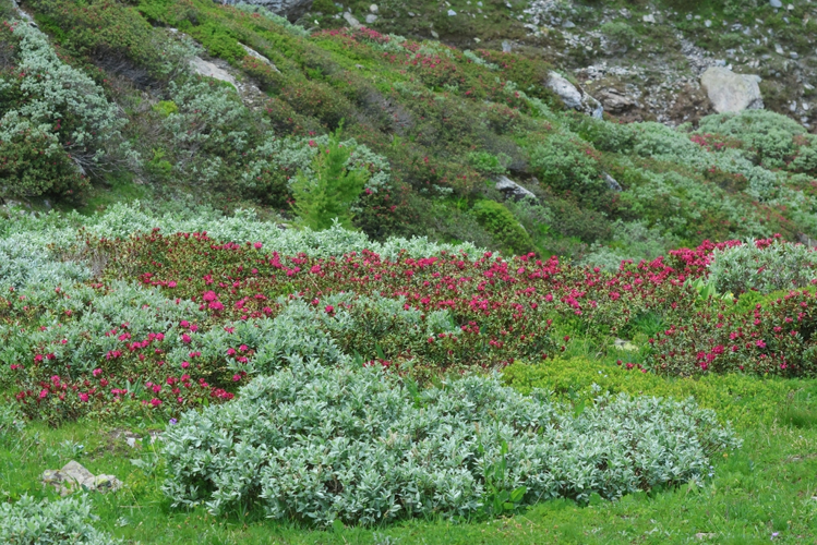 Salix glaucosericea  &copy; Marc Corail