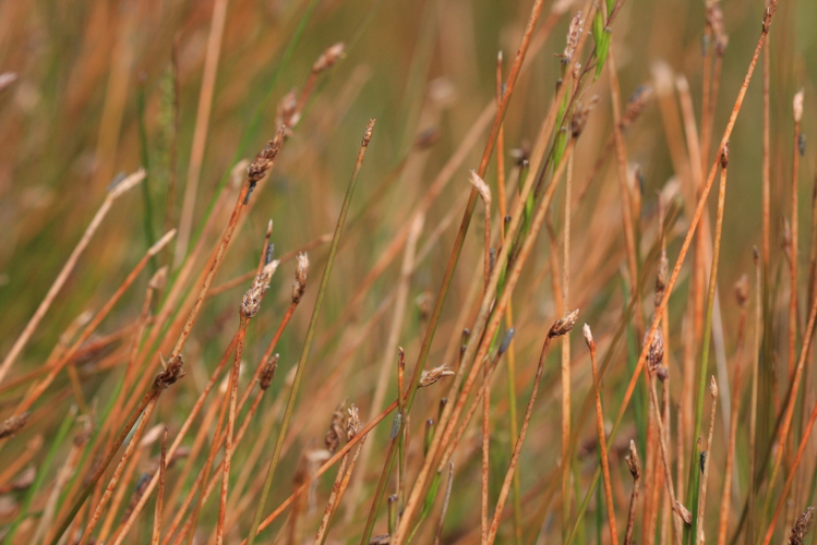 Eleocharis uniglumis &copy; Marc Corail