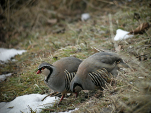 Perdrix bartavelle © Damien Combrisson - Parc national des Ecrins