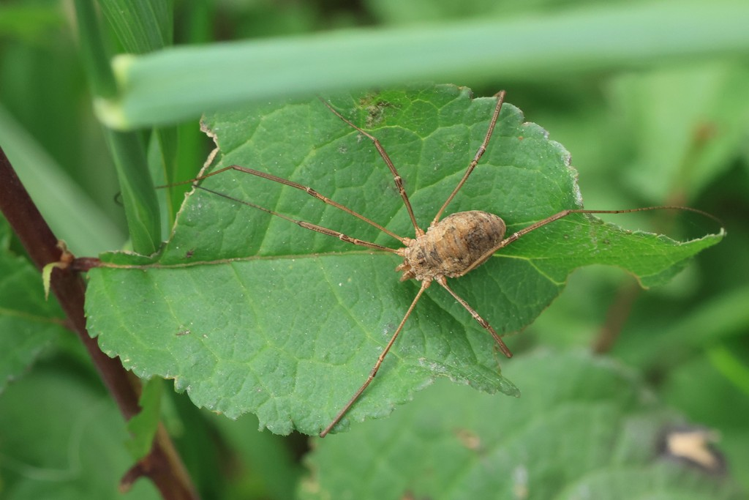 Phalangium opilio &copy; Marc Corail