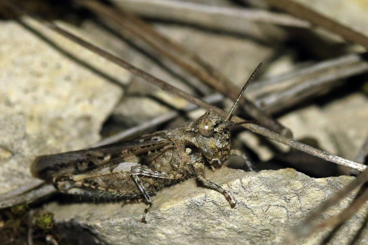Acrotylus fischeri &copy; Marc Corail