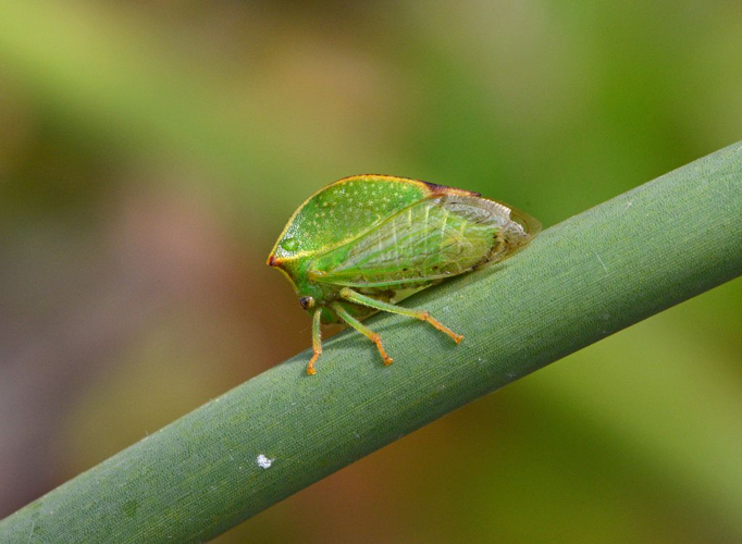 Stictocephala bisonia &copy; Jean Raillot