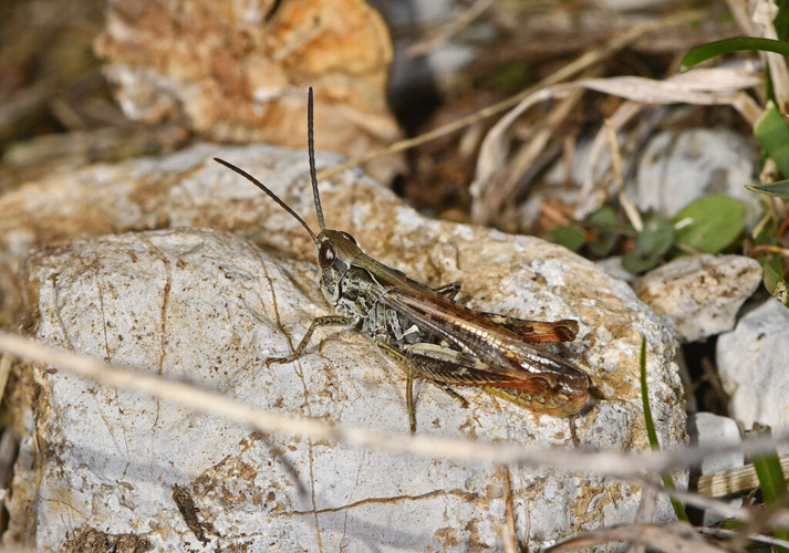 Chorthippus mollis &copy; Jean Raillot