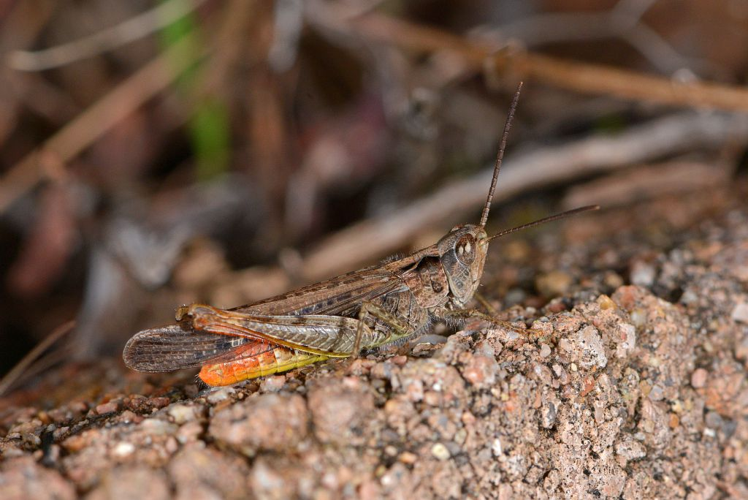 Chorthippus brunneus &copy; Jean Raillot