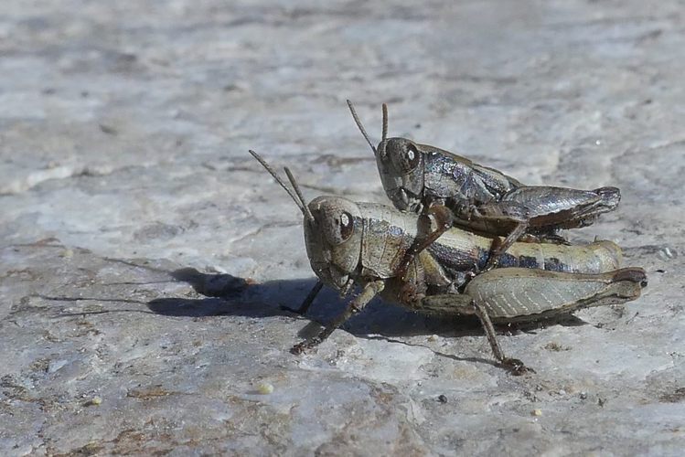 Pezotettix giornae &copy; Marc Corail