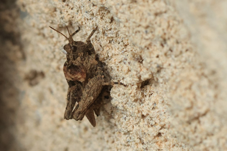 Tetrix depressa &copy; Marc Corail