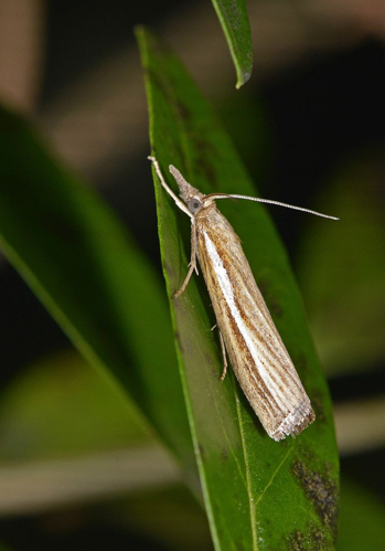 Agriphila tristella &copy; Jean Raillot