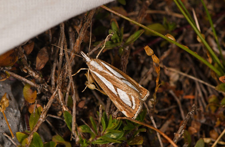 Catoptria europaeica &copy; Jean Raillot