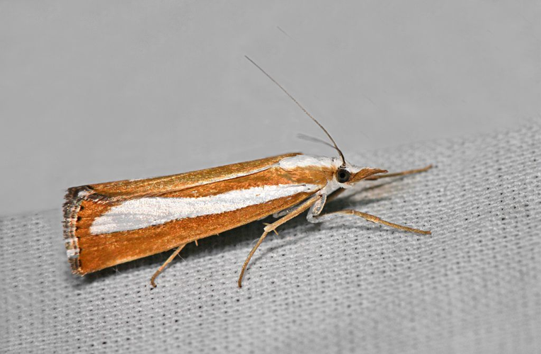Catoptria pyramidellus &copy; Jean Raillot