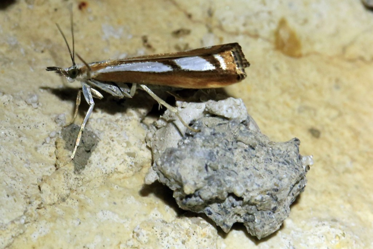 Catoptria permutatellus &copy; Marc Corail
