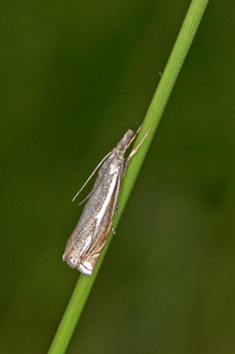 Crambus lathoniellus &copy; Jean Raillot