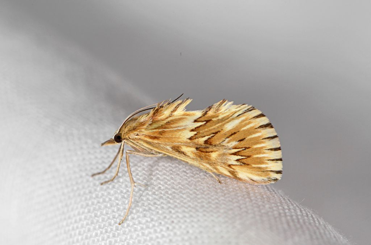 Cynaeda dentalis &copy; Jean Raillot