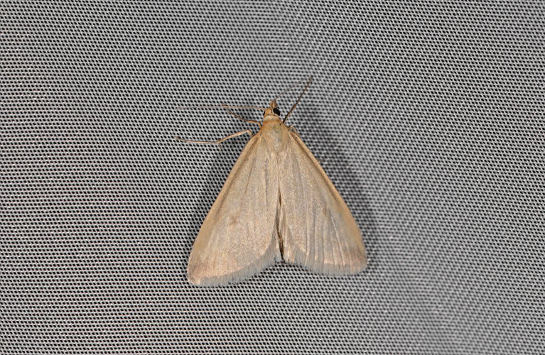 Evergestis aenealis &copy; Jean Raillot