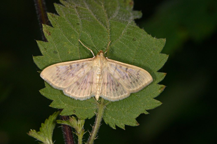 Patania ruralis &copy; Jean Raillot