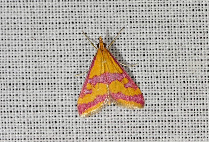 Pyrausta sanguinalis &copy; Jean Raillot