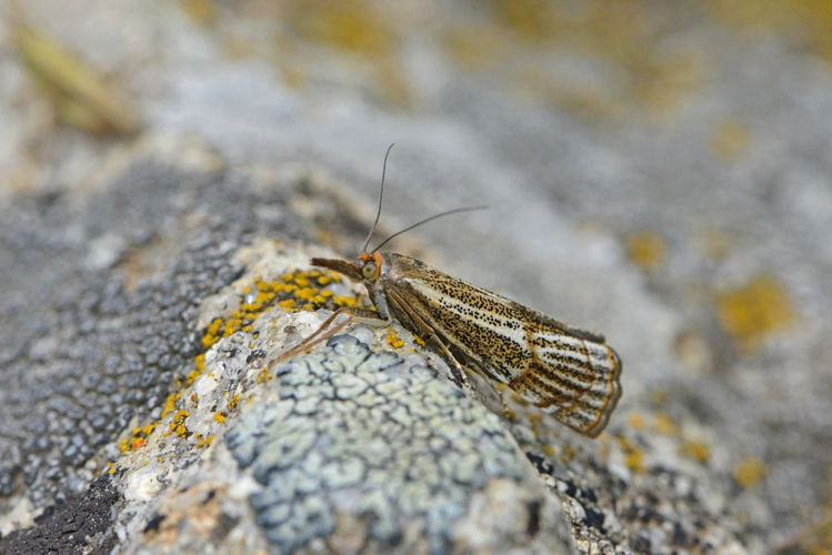 Thisanotia chrysonuchella &copy; Jean Raillot