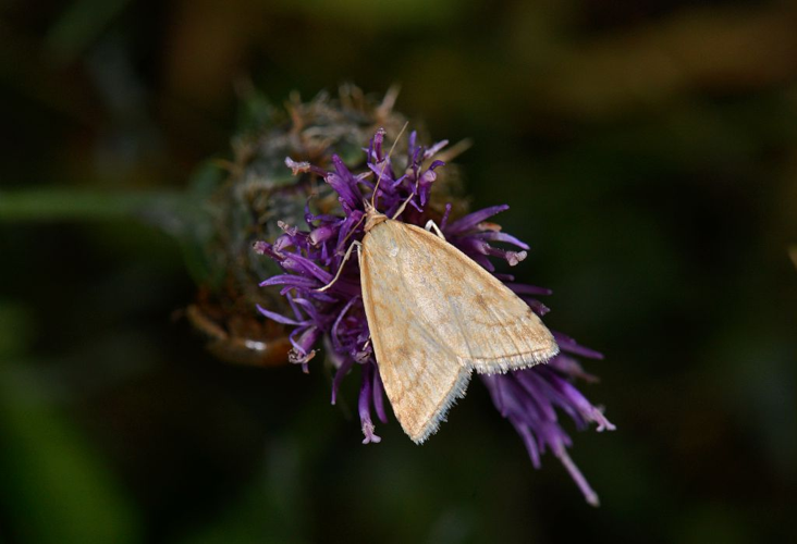 Udea elutalis &copy; Jean Raillot