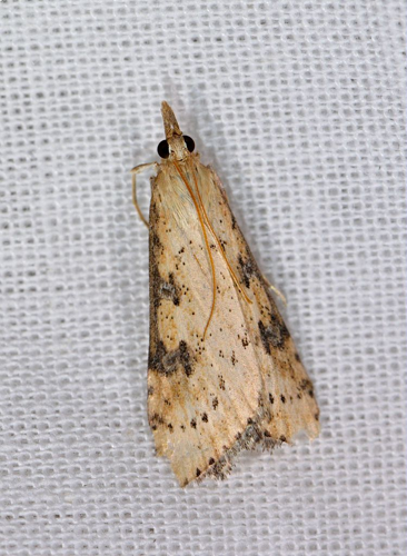 Udea costalis &copy; Jean Raillot