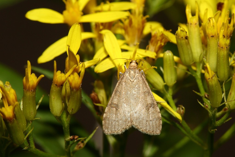 Udea prunalis &copy; Marc Corail