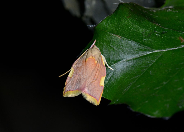 Carcina quercana &copy; Jean Raillot