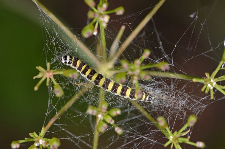 Depressaria &copy; Jean Raillot