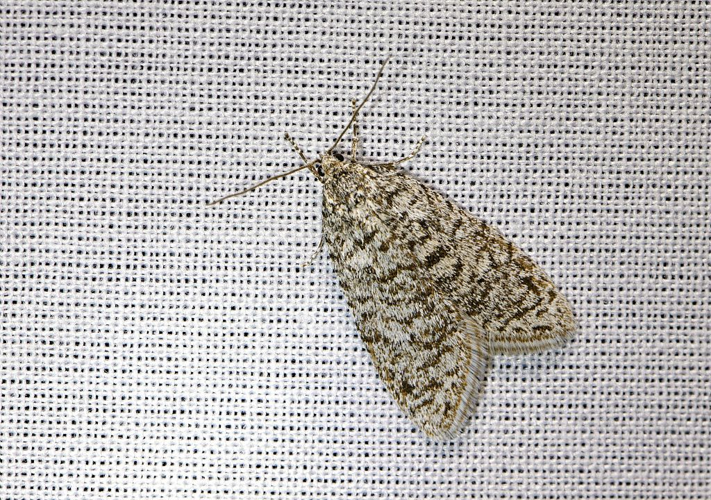 Hypercallia citrinalis &copy; Jean Raillot