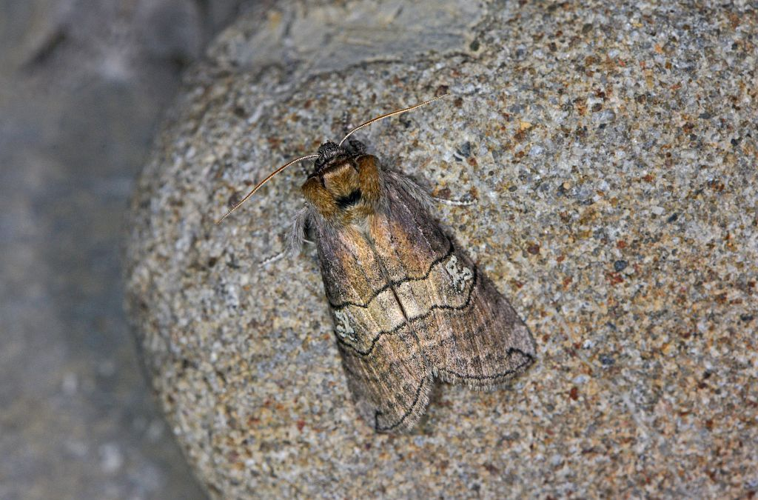 Tethea ocularis &copy; Jean Raillot