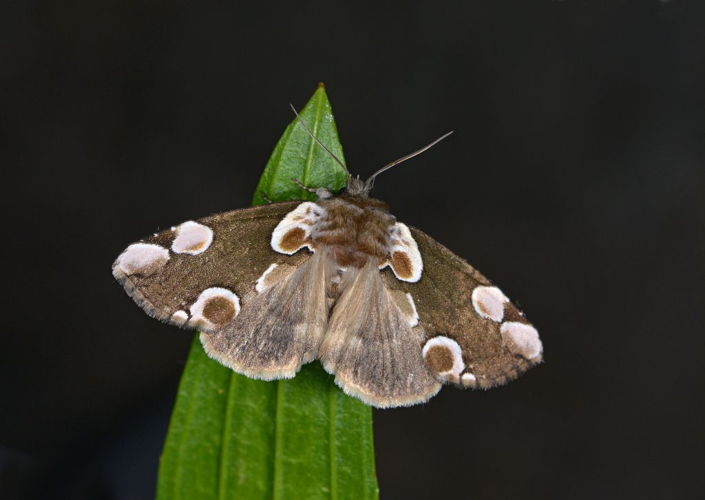 Thyatira batis &copy; Marc Corail
