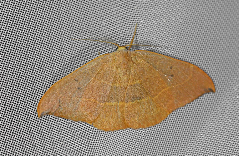 Watsonalla binaria &copy; Jean Raillot