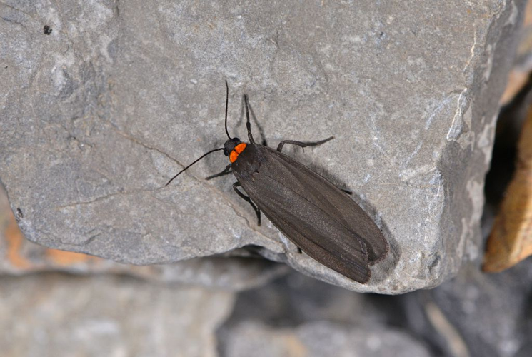 Atolmis rubricollis  &copy; Jean Raillot