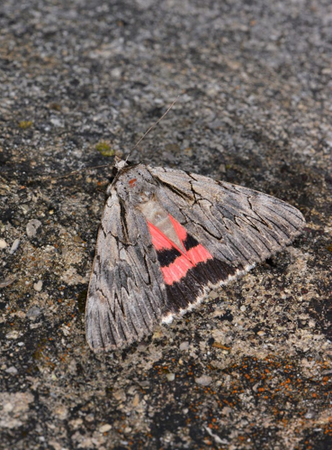 Catocala optata &copy; Jean Raillot