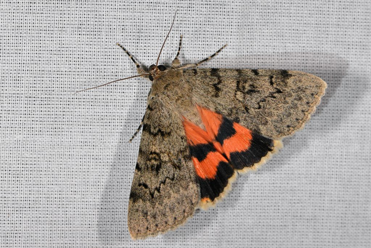 Catocala puerpera  &copy; Jean Raillot