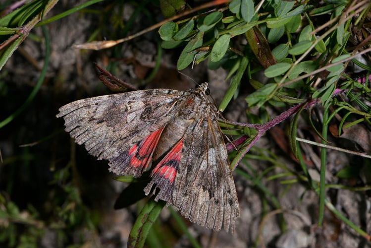 Catocala sponsa &copy; Jean Raillot