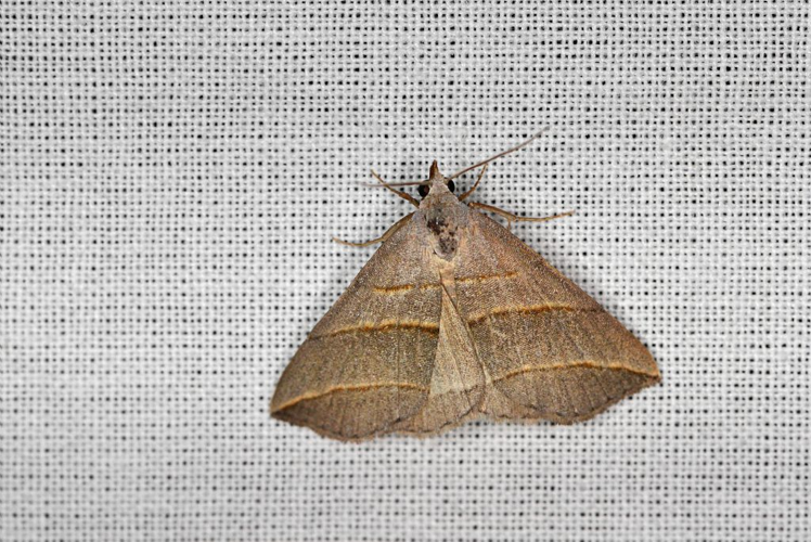 Colobochyla salicalis &copy; Jean Raillot