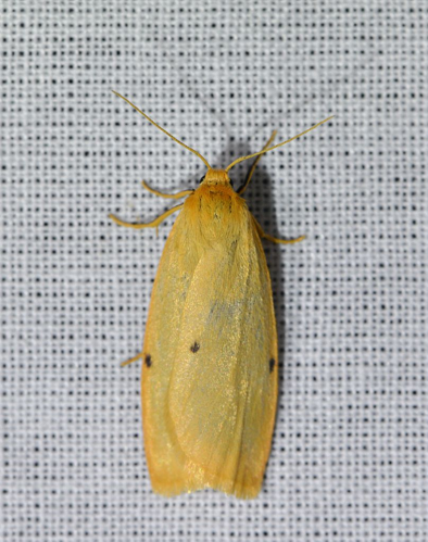 Cybosia mesomella &copy; Jean Raillot