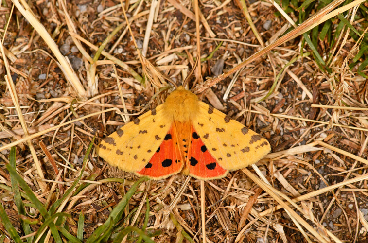 Diacrisia purpurata &copy; Jean Raillot