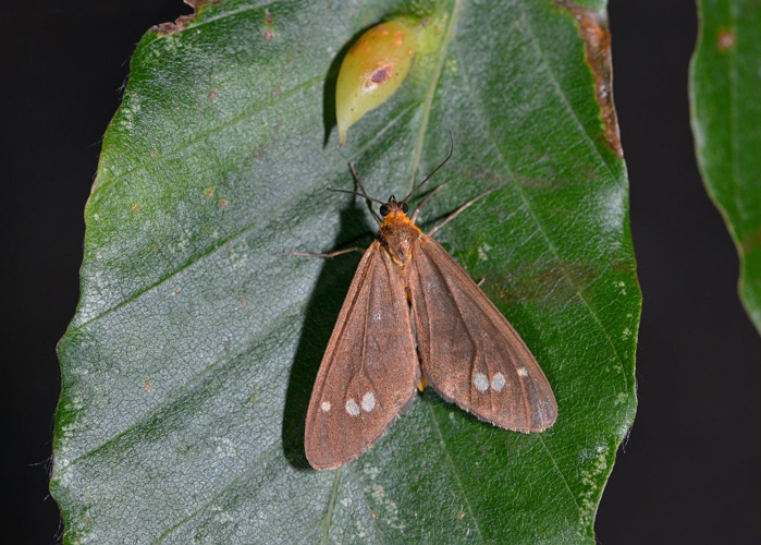 Dysauxes ancilla &copy; Jean Raillot