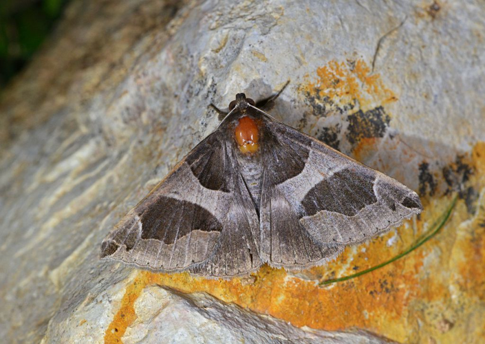 Dysgonia algira &copy; Jean Raillot