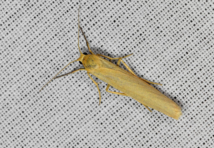 Eilema pygmaeola &copy; Jean Raillot