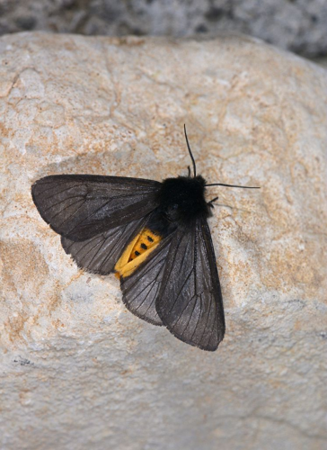 Epatolmis luctifera  &copy; Jean Raillot